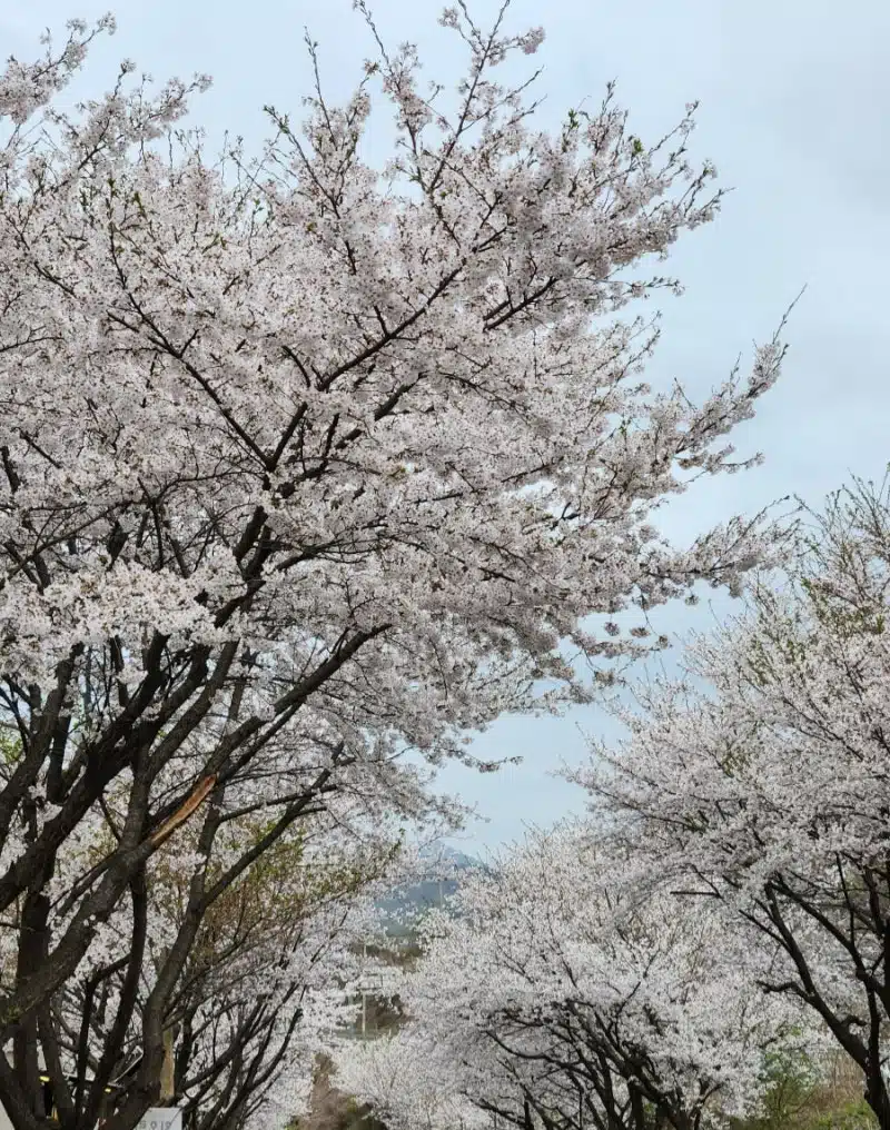 🌷경기도 파주 임진리 벚꽃길 너무 예뻐요