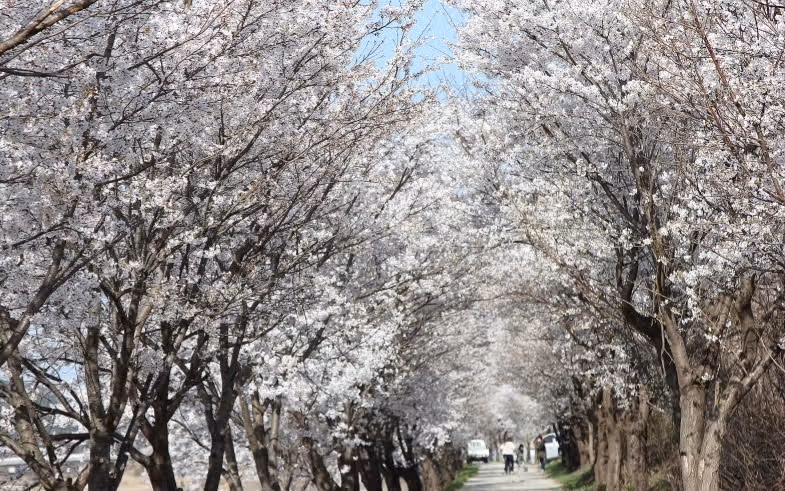 🌷경기도 파주 임진리 벚꽃길 너무 예뻐요
