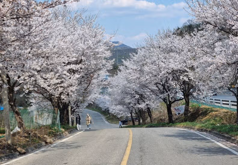 🌷경기도 파주 임진리 벚꽃길 너무 예뻐요