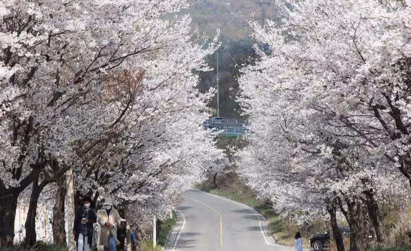 🌷경기도 파주 임진리 벚꽃길 너무 예뻐요