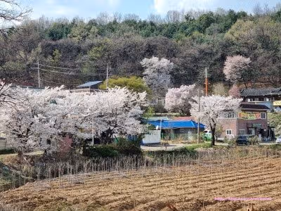 🌷경기도 파주 임진리 벚꽃길 너무 예뻐요
