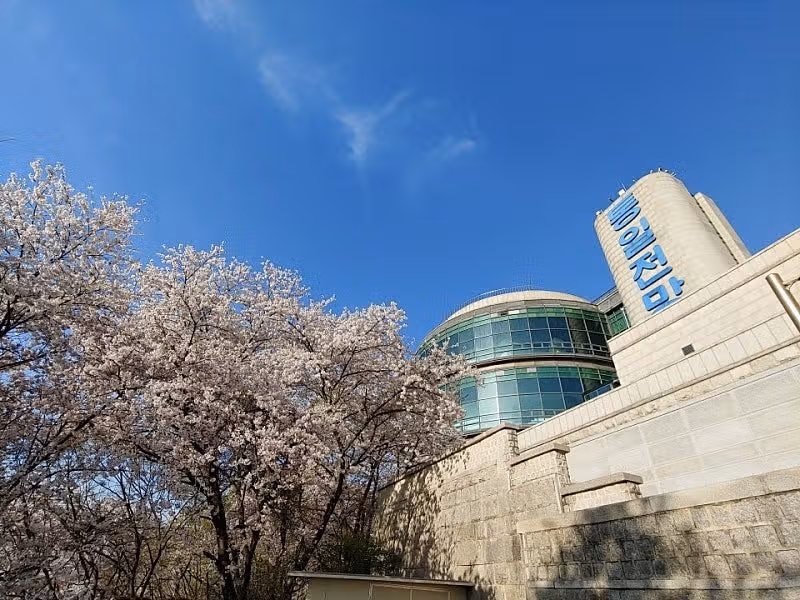 파주 오두산 통일전망대 벚꽃 명소