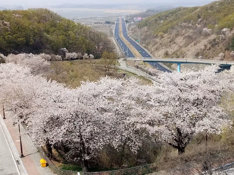 파주 오두산 통일전망대 벚꽃 명소