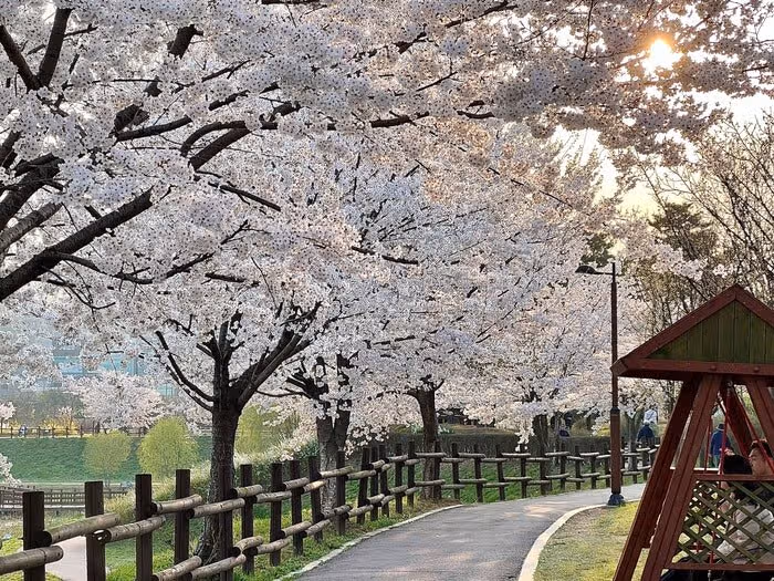 🌷고양 벚꽃 명소 창릉천 벚꽃길 
