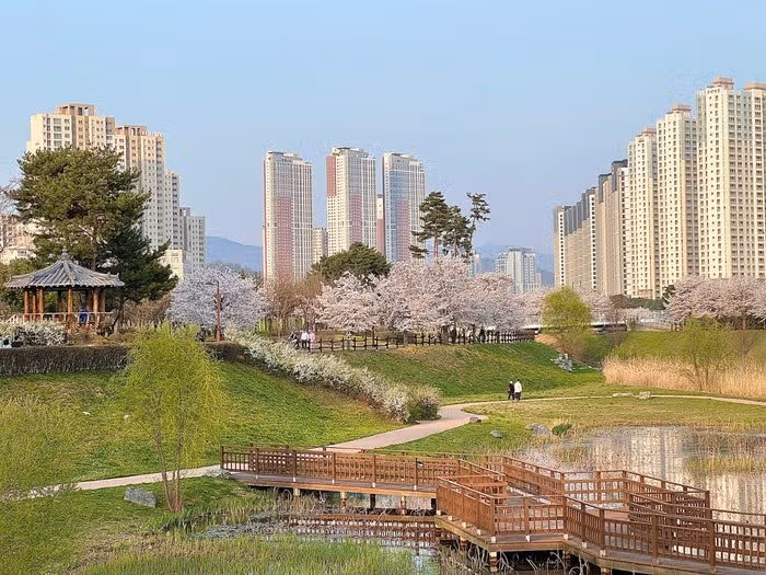 🌷고양 벚꽃 명소 창릉천 벚꽃길 