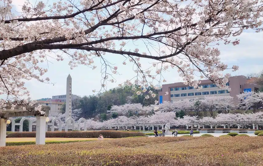 수원경희대 벚꽃명소 추천해요