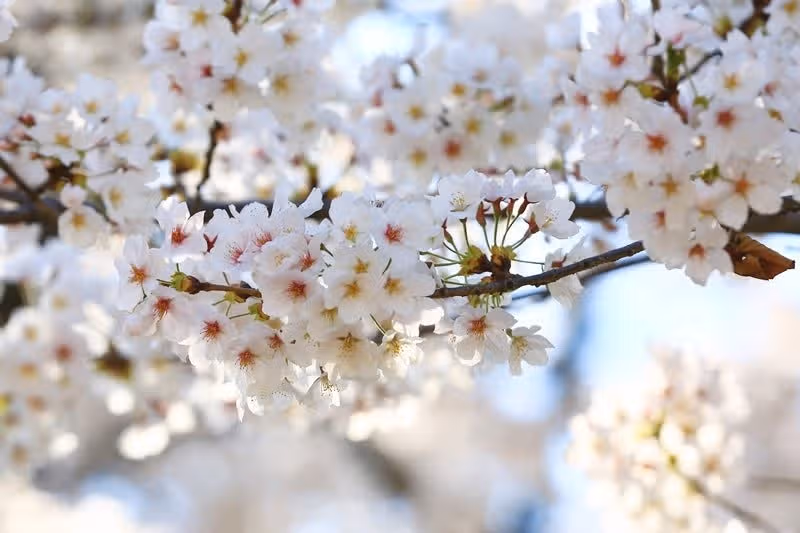🌸여주흥천남한강 벚꽃축제 가보실까요
