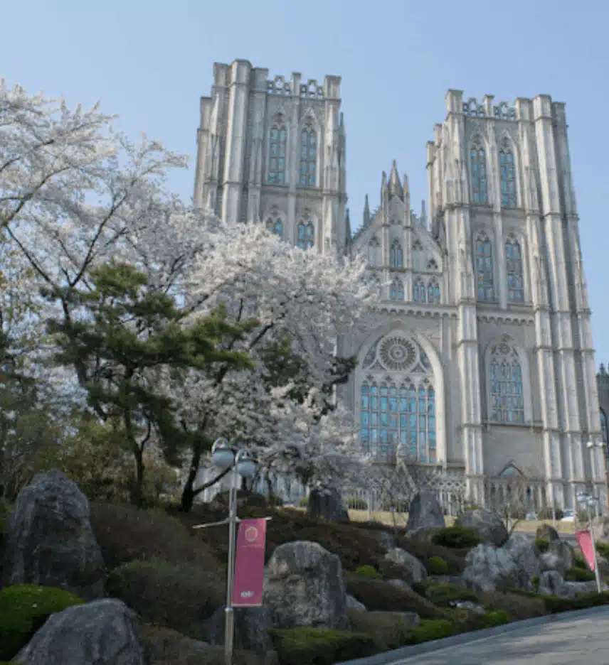 경희대로 벚꽃 보러 가세요~