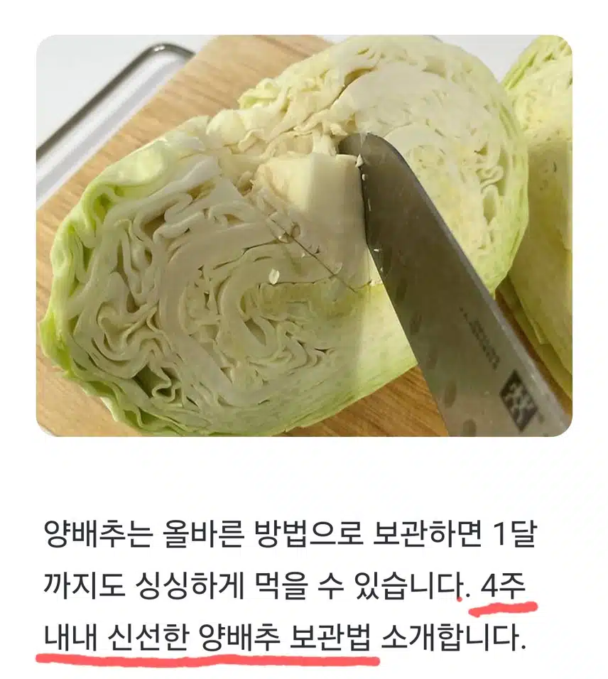 🔓(생활의 지혜) 양배추 이렇게 보관하세요