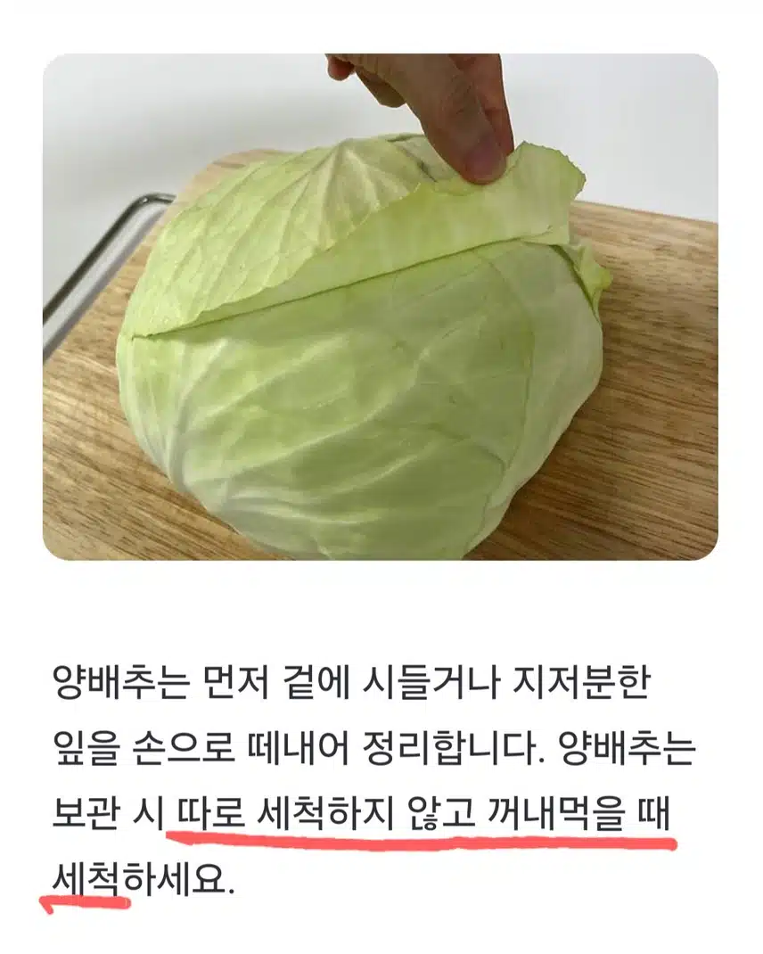 🔓(생활의 지혜) 양배추 이렇게 보관하세요