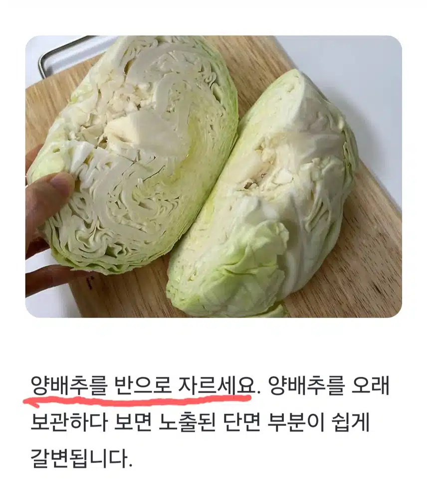 🔓(생활의 지혜) 양배추 이렇게 보관하세요