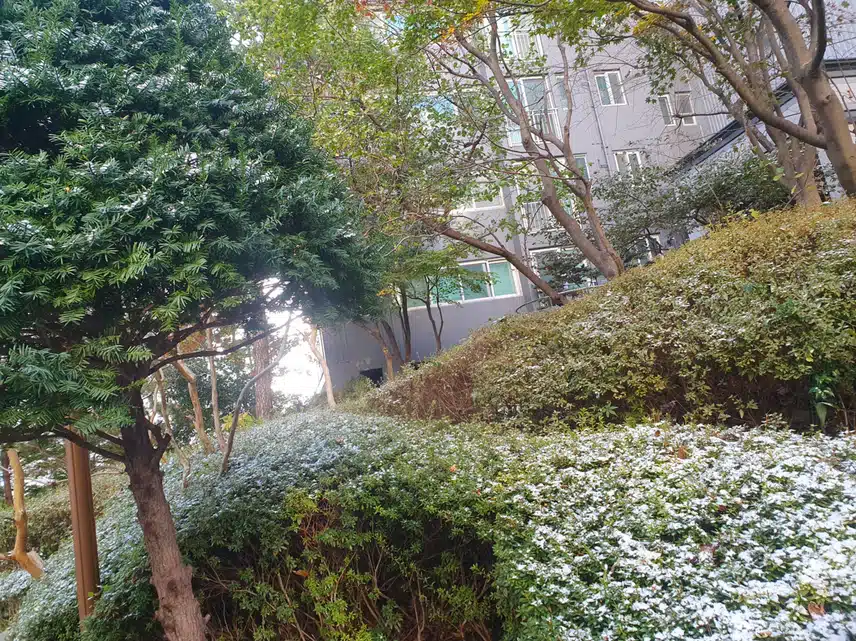 오늘 눈이 왔네요
