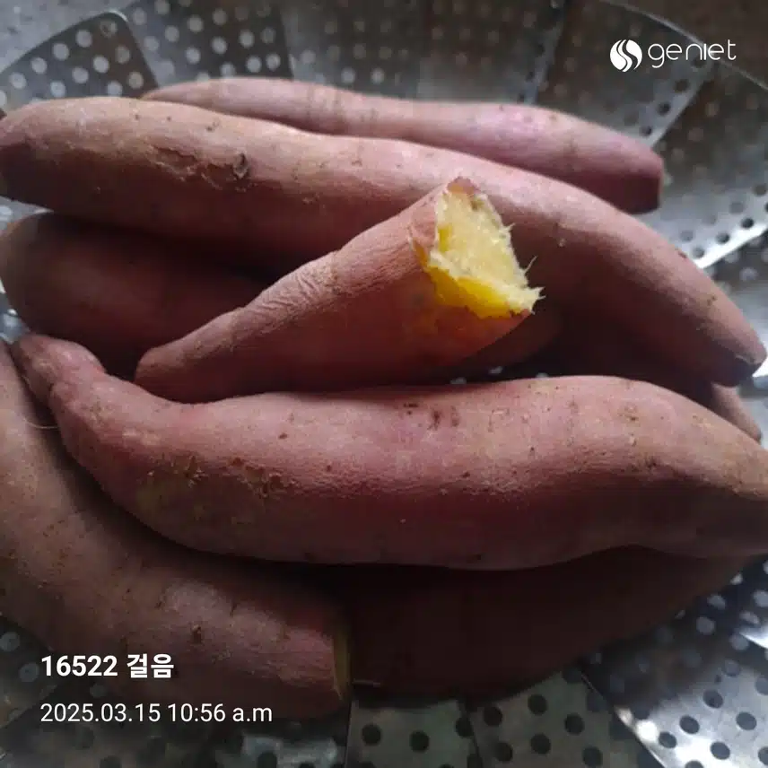 (단기간 다이어트) 삶은 고구마로 칼로리.당지수