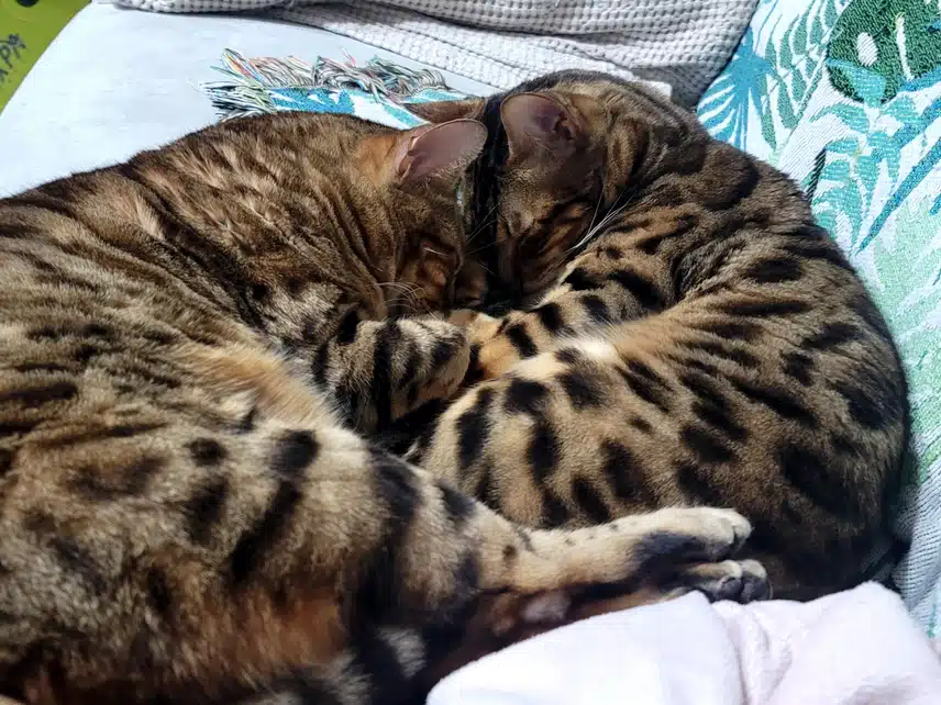 즤집 냥이들 벌써 자요💤💤