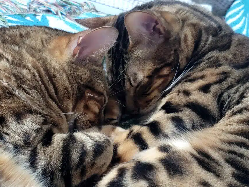 즤집 냥이들 벌써 자요💤💤