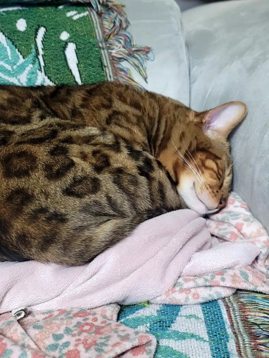 즤집 냥이들 벌써 자요💤💤