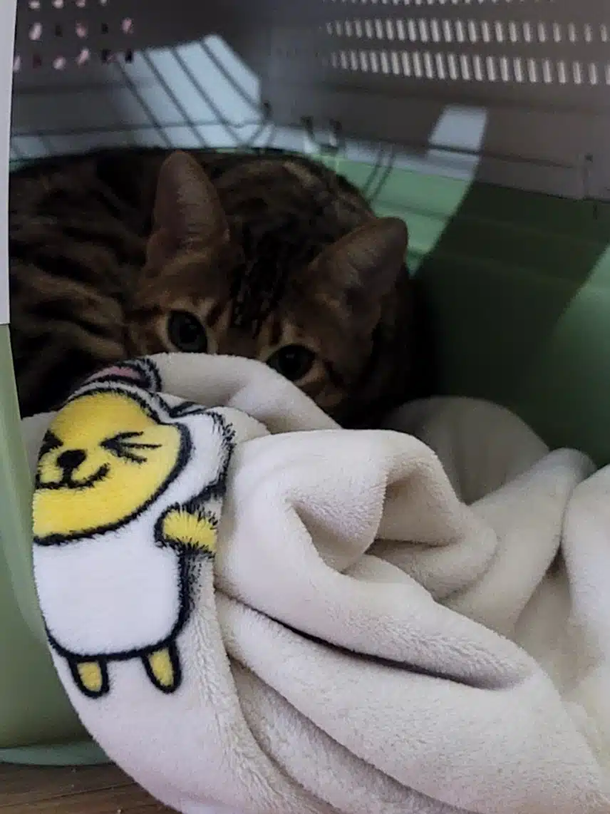 즤집 냥이들 벌써 자요💤💤