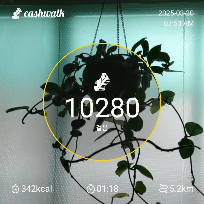 10000보 걷기