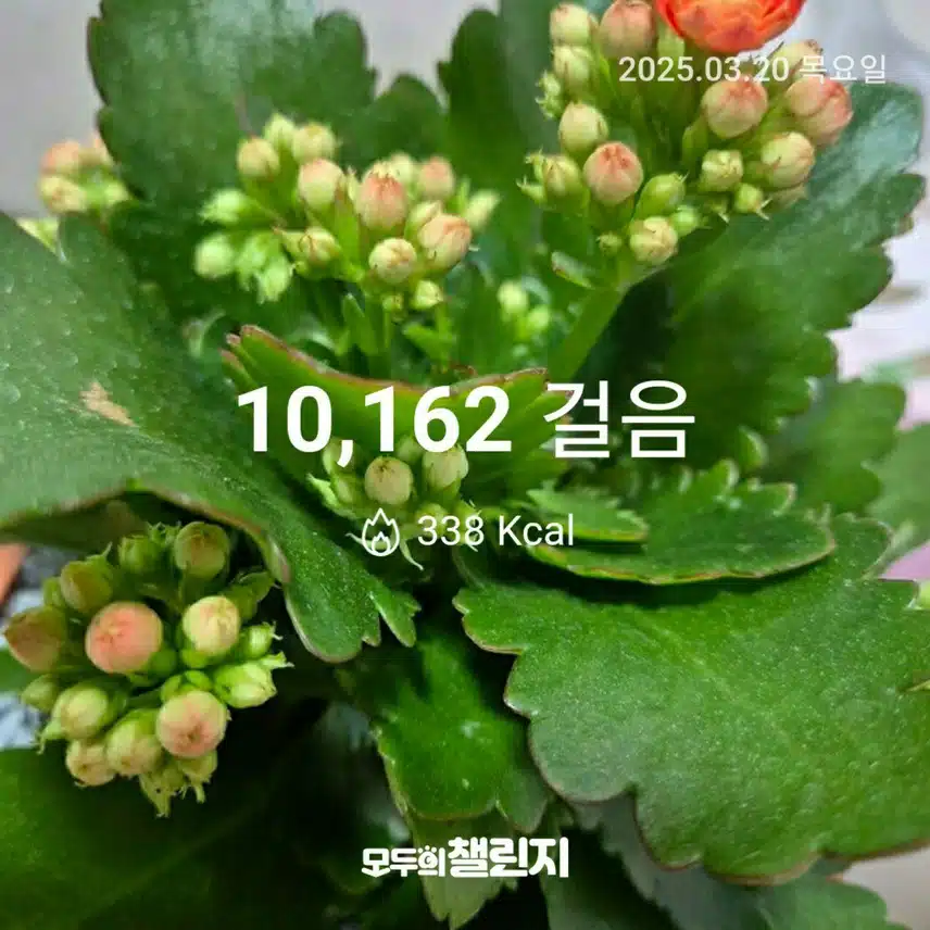 3월 20일 만보 완주 