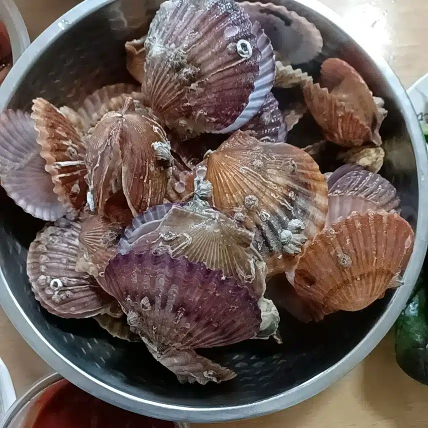 점심, 홍가라비 조개와 쌈채소