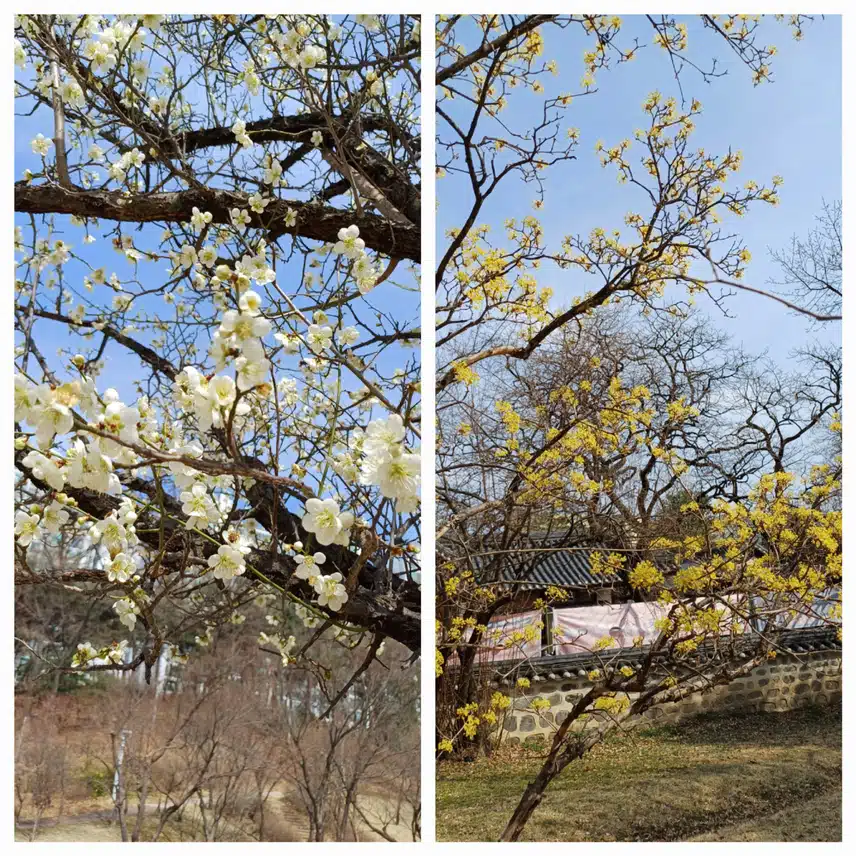 꽃구경 하세요 🌼🌸