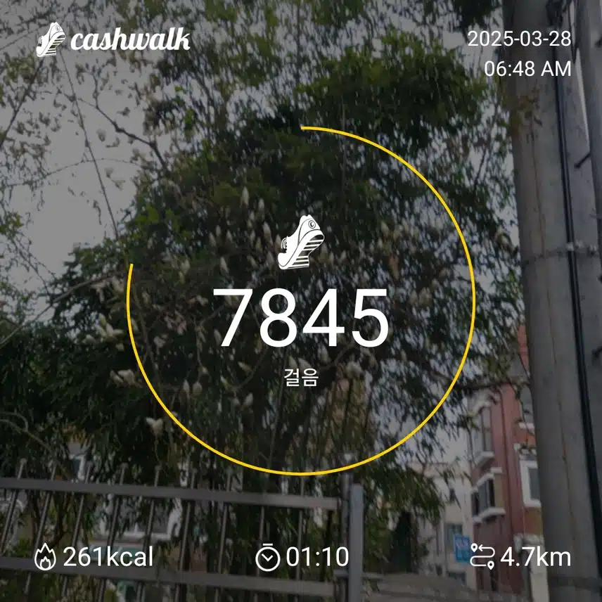 7000 보 걷기