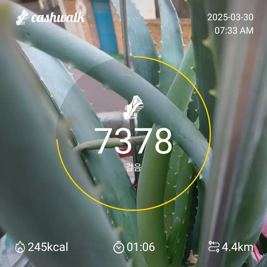 7000보 걷기