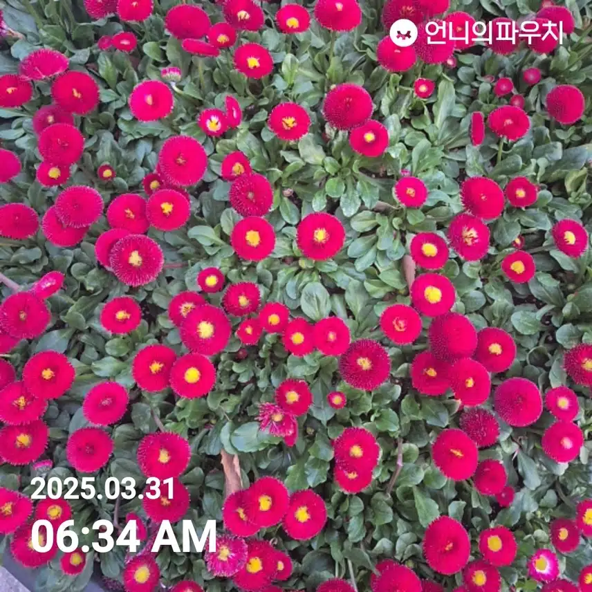 2025년 3월 31일 월요일 걷기 
