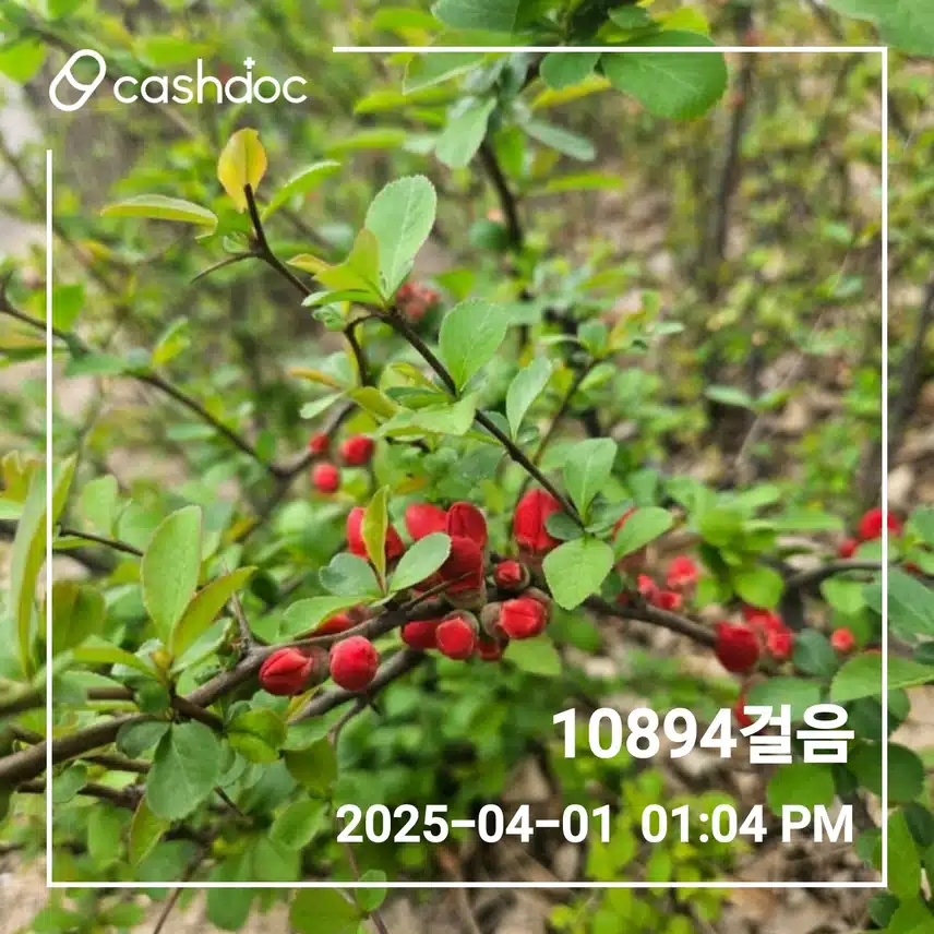 1일 만보걷기 