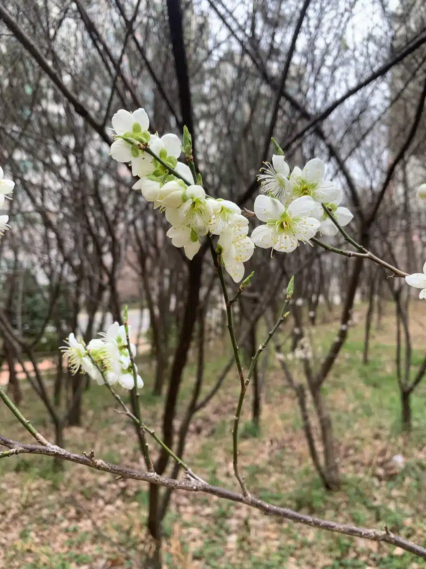 만보 걷기