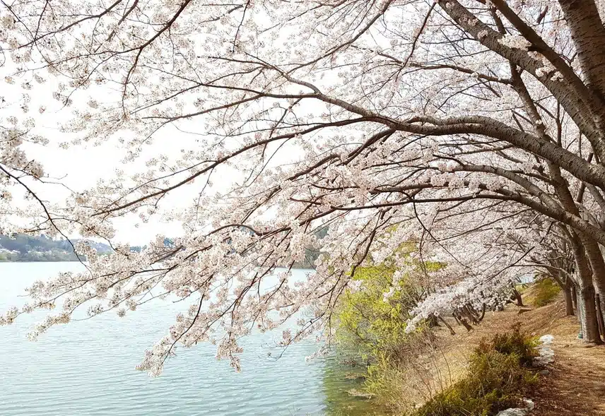 🍒선암호수공원의 활짝핀 벚꽃과 지관서가에서 커피 한잔의 여유