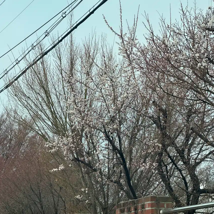 골목길 숨은 벚꽃 명소 입니다