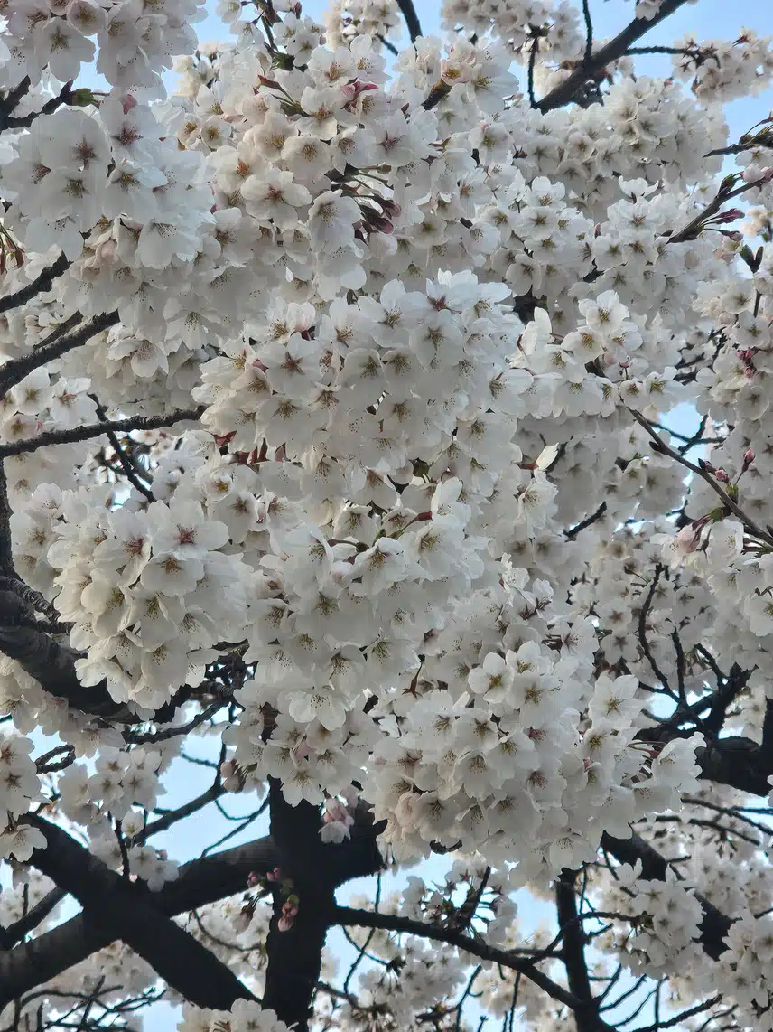 벚꽃