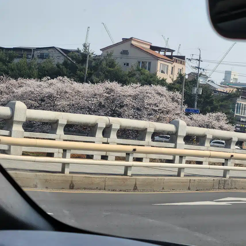 벚꽃