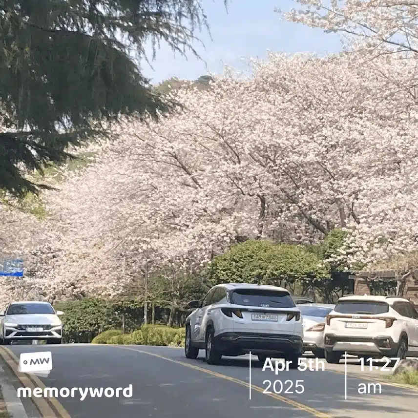 정말 벚꽃이 흐드러지다