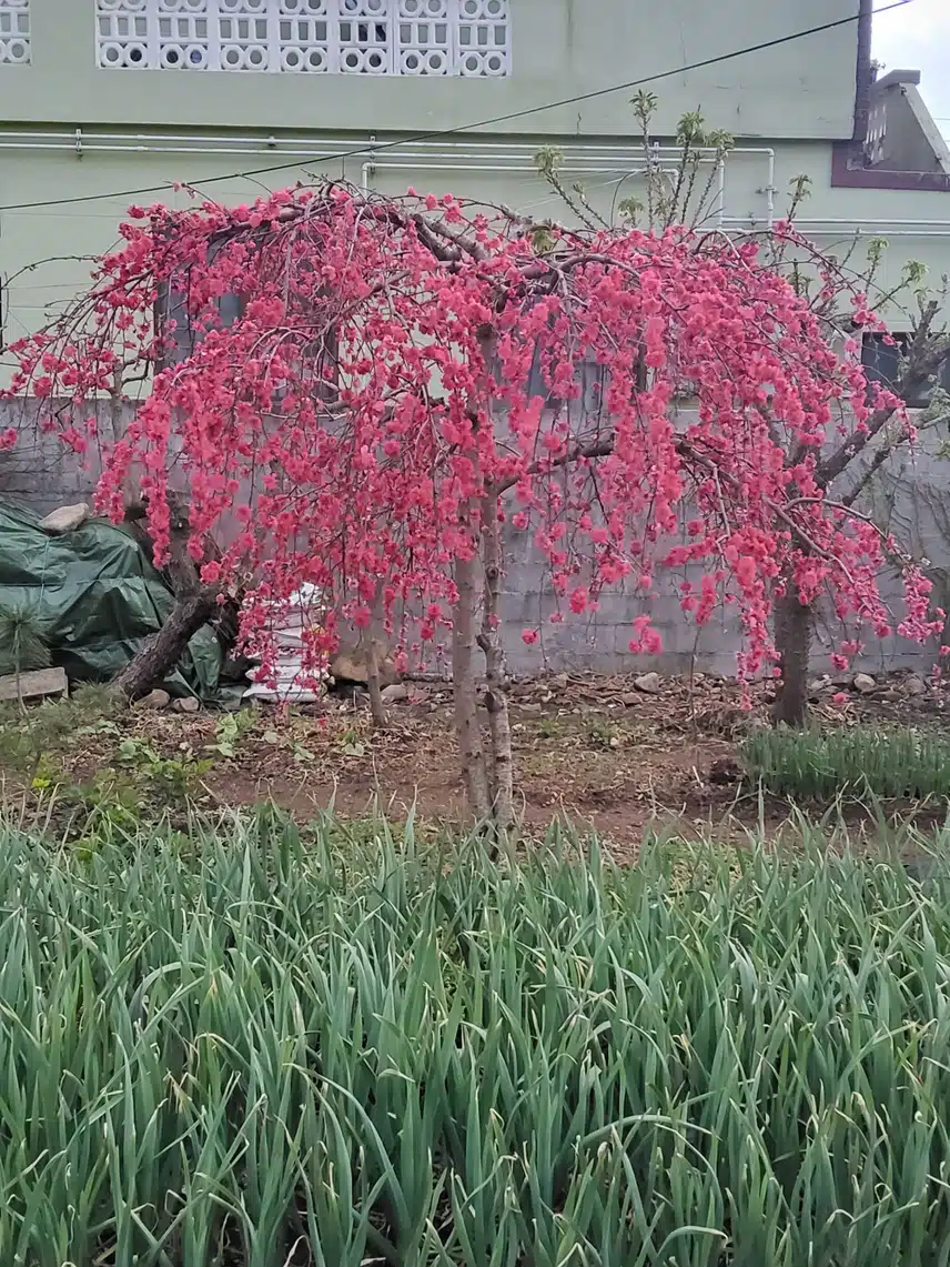 밭에 핀 꽃나무