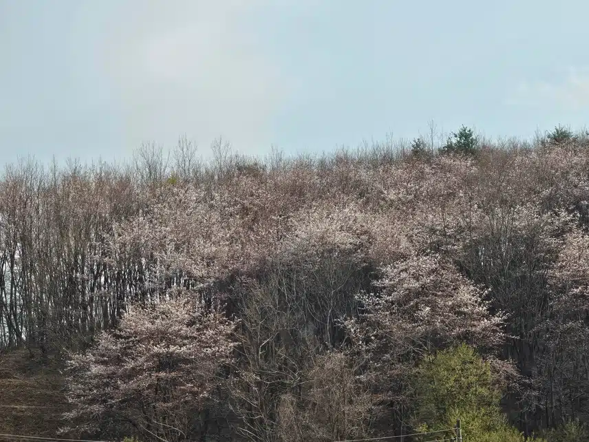 벚꽃 