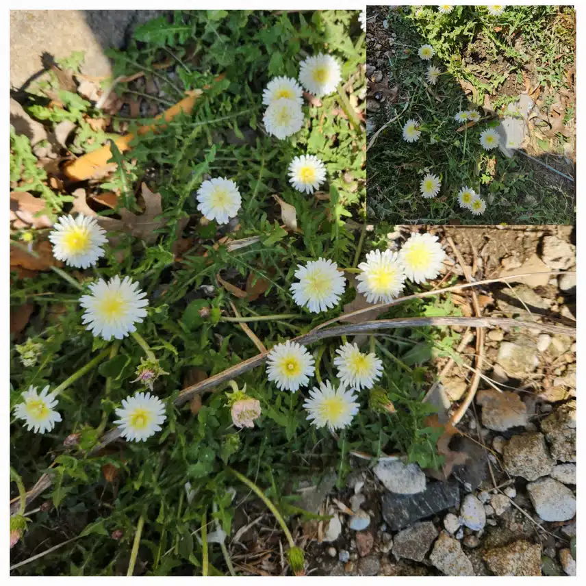 하얀민들래