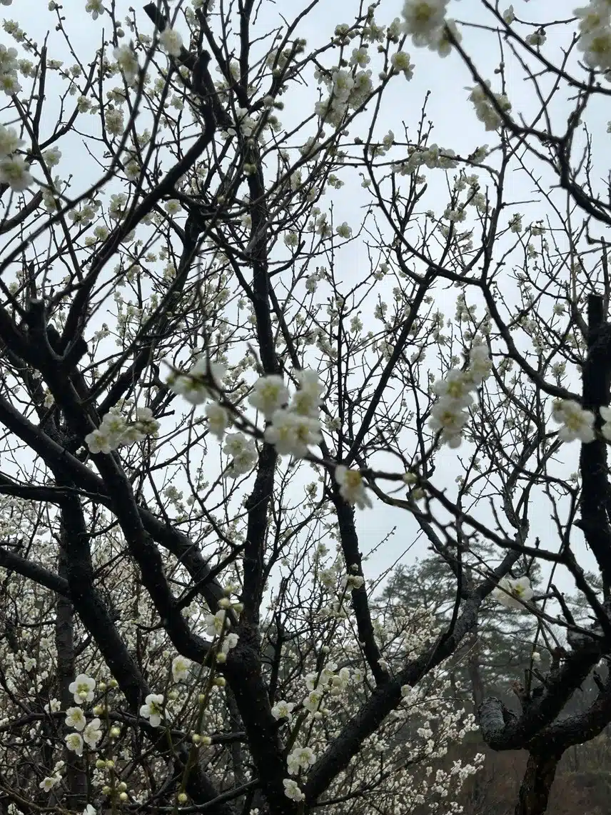 💐용인 호암미술관 내 가실벚꽃길 봄나들이 명소