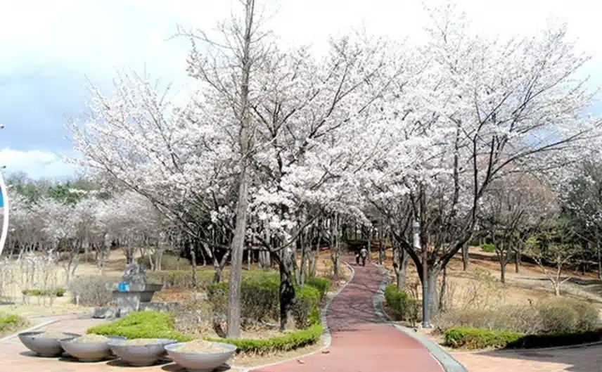 작지만 알차게 벚꽃을 볼 수 있는 방화근린공원