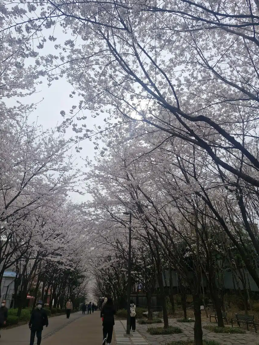 서울 숨은 벚꽃 명소..