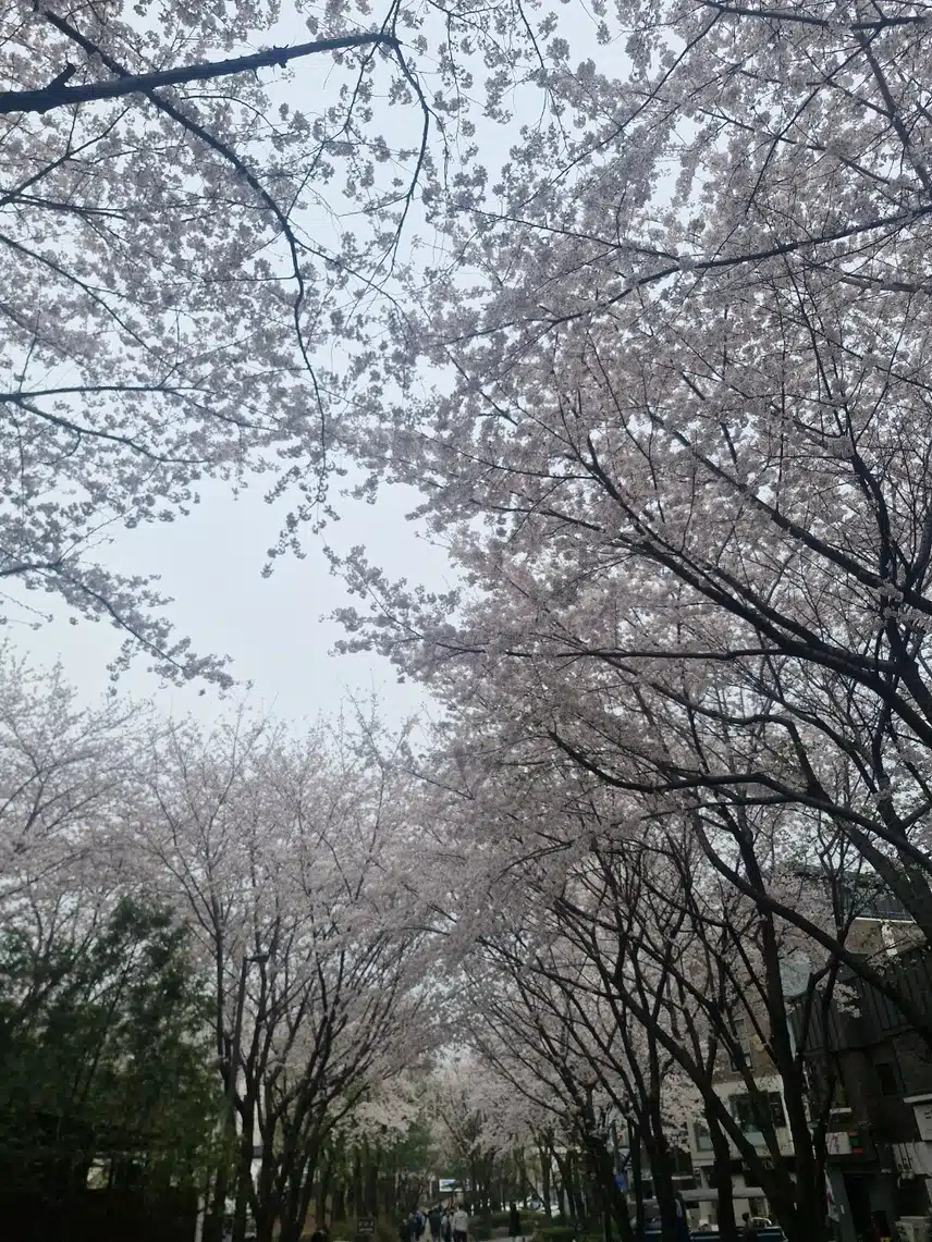 서울 숨은 벚꽃 명소..
