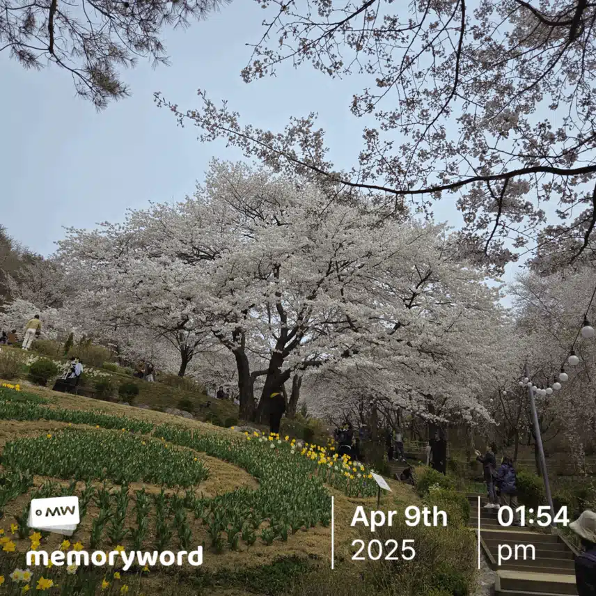 안산과 벚꽃
