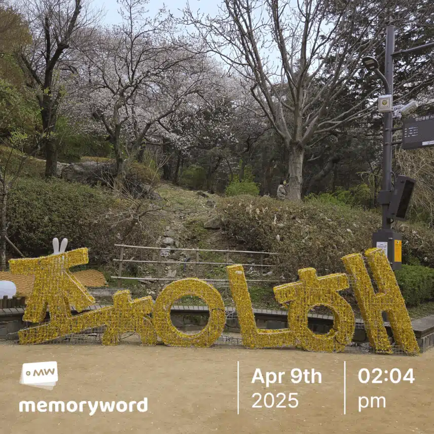 안산과 벚꽃