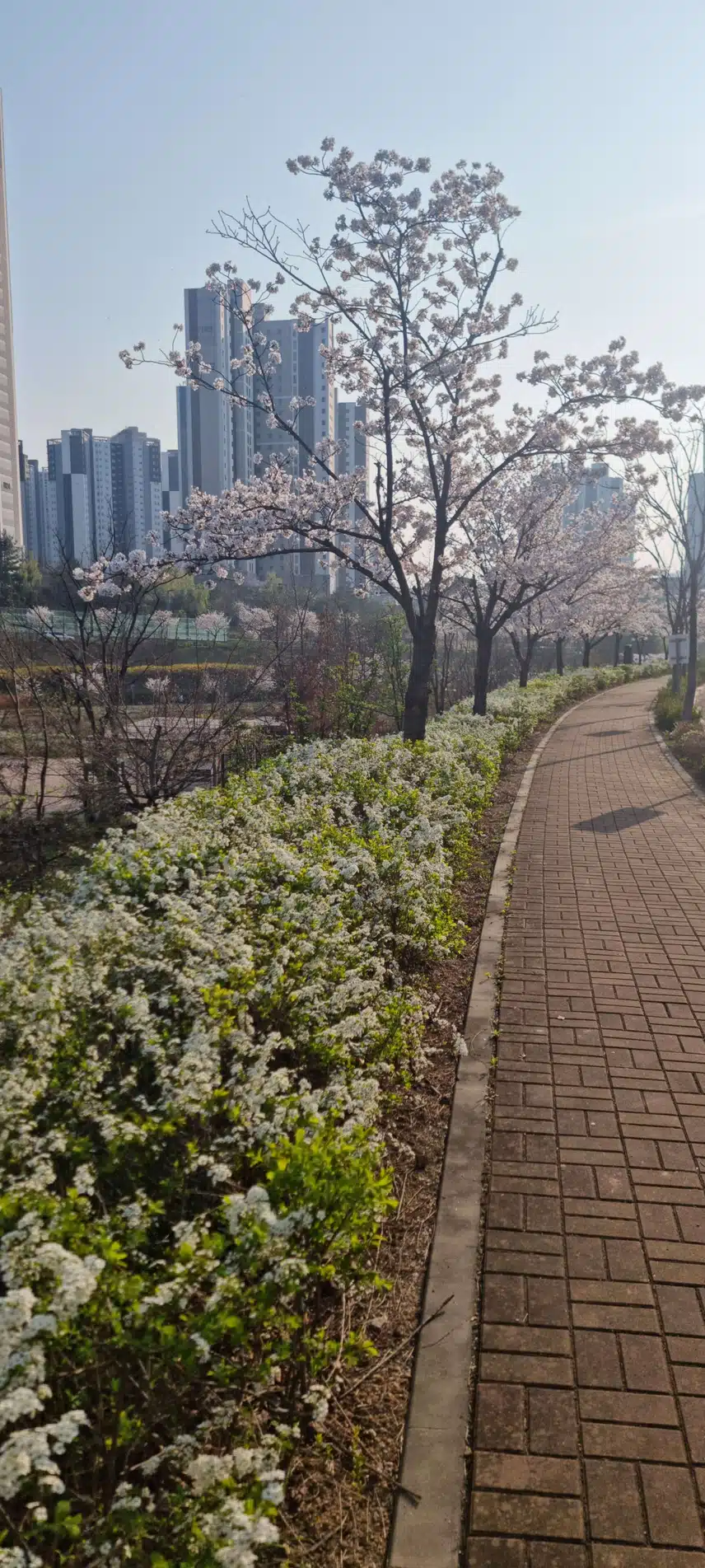 동탄꽃길