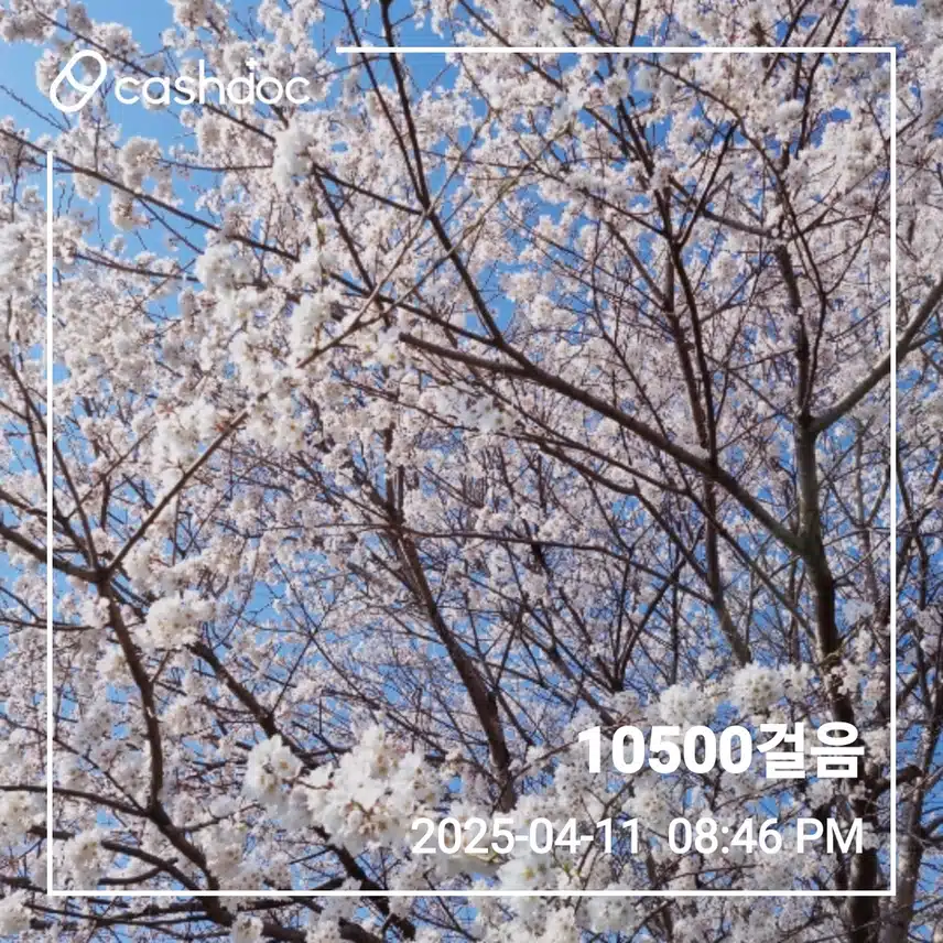 11일 만보걷기