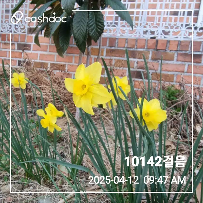 12일 만보걷기 