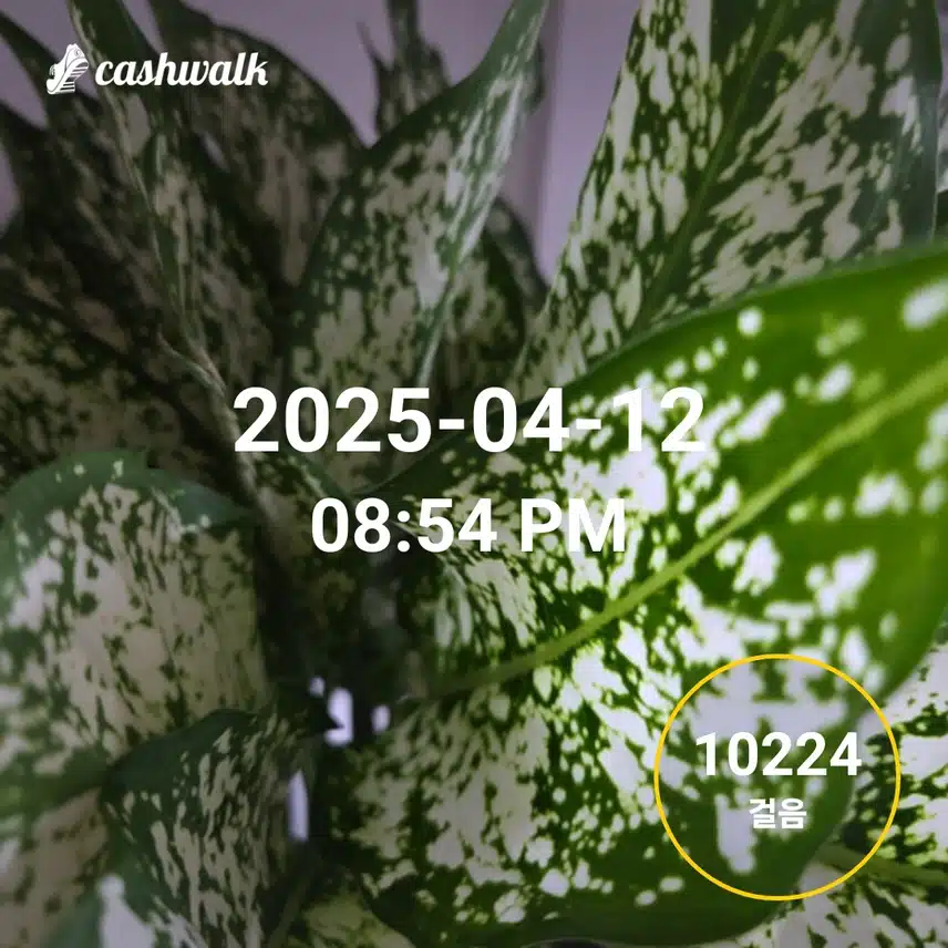 비가와도 만보 걸었어요 