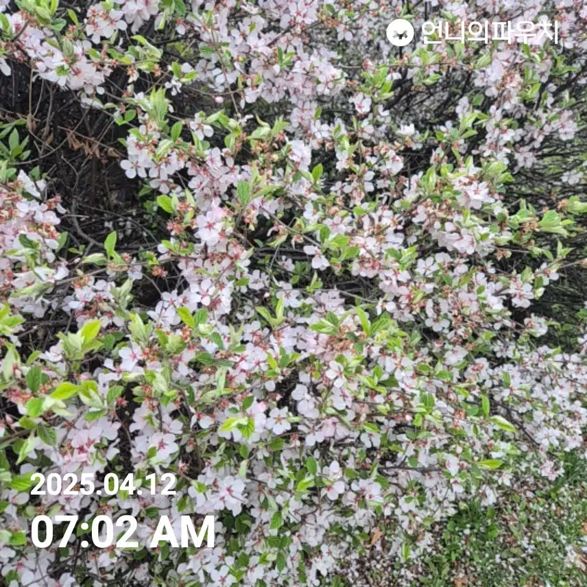 2025년 4월 12일 토요일 걷기 