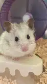 board-img